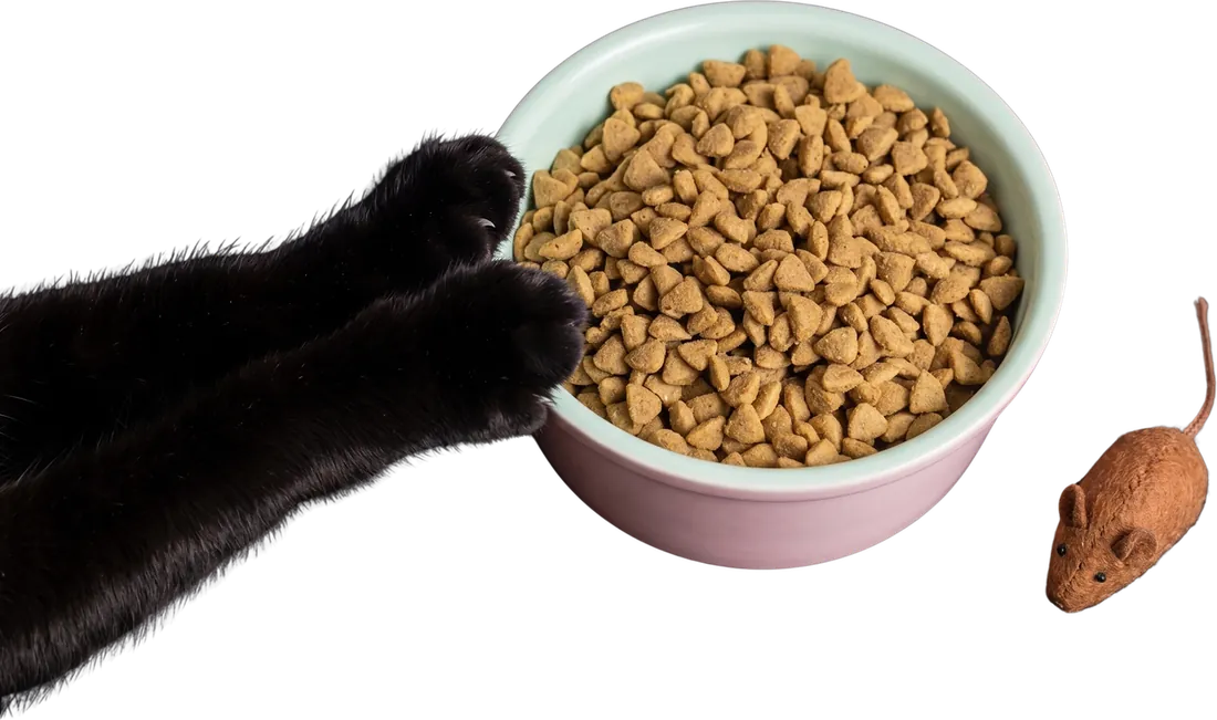 Pata de gato negro sobre un bowl lleno de croquetas Gran Plus
