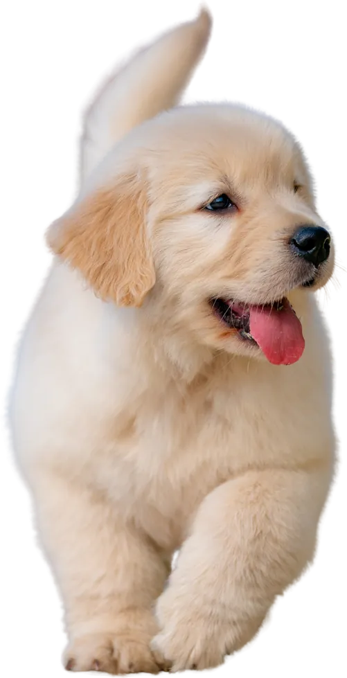 Cachorro golden retriever corriendo