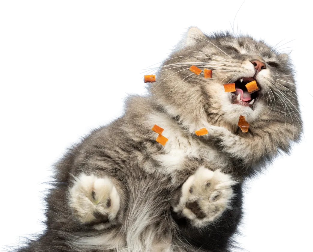 Gato gris recibiendo una lluvia de premios